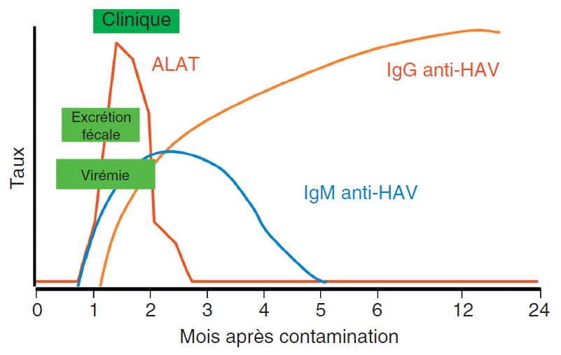 Virus de l'hépatite A (HAV) – AEMiP