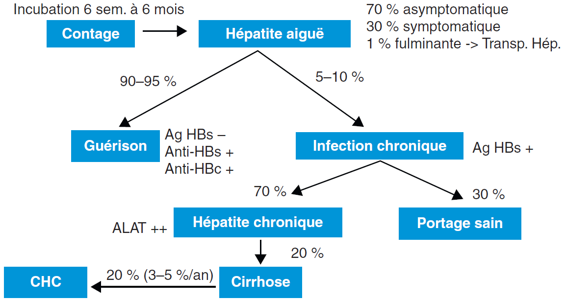 Virus de l'hépatite B (HBV) – AEMiP