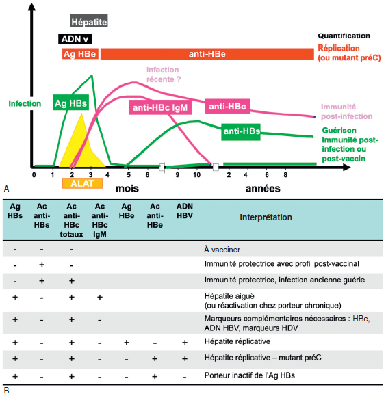 Virus De L h patite B HBV AEMiP Virus De L h patite B HBV AEMiP