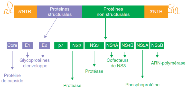 Virus De L’hépatite C (HCV) – AEMiP